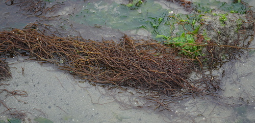 Gracilaria pacifica
