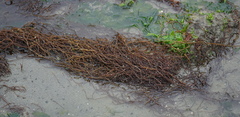 Gracilaria pacifica