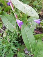 Campanula rotundifolia