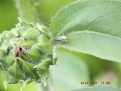 Graphocephala hieroglyphica