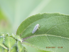 Graphocephala hieroglyphica