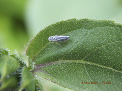 Graphocephala hieroglyphica