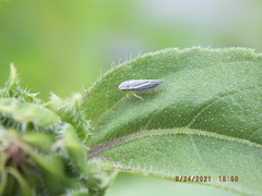 Graphocephala hieroglyphica