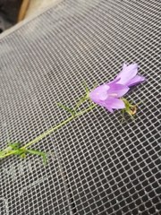 Campanula rotundifolia