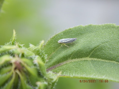 Graphocephala hieroglyphica