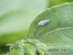 Graphocephala hieroglyphica