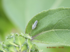 Graphocephala hieroglyphica