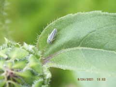 Graphocephala hieroglyphica