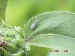 Graphocephala hieroglyphica