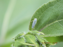 Graphocephala hieroglyphica