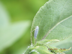 Graphocephala hieroglyphica