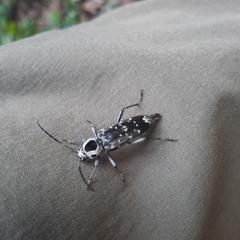 Sarosesthes fulminans