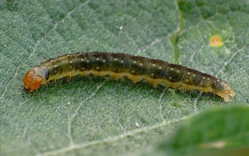 Plačiajuostis syndemis nuotrauka