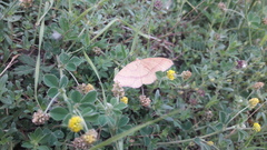 Rhodostrophia calabra