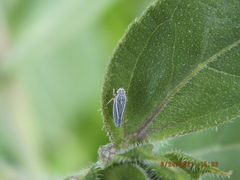 Graphocephala hieroglyphica