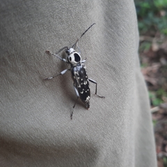 Sarosesthes fulminans