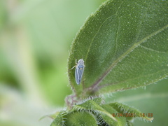 Graphocephala hieroglyphica