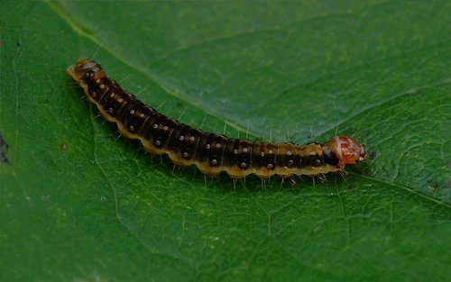 Plačiajuostis syndemis nuotrauka