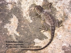 Agama bibronii