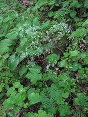 Pimpinella tripartita