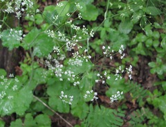 Pimpinella tripartita
