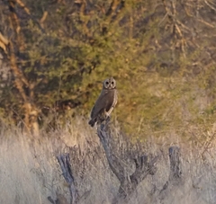 Asio capensis