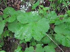 Pimpinella tripartita