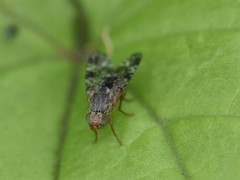Tephritis vespertina