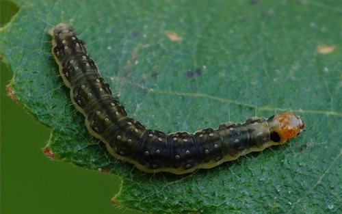 Plačiajuostis syndemis nuotrauka
