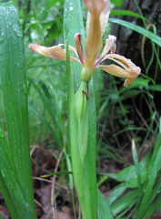 Iris colchica