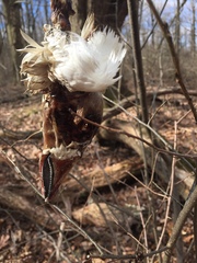 Anser caerulescens atlanticus