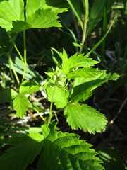 Rubus stipulatus