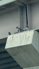 Columba livia domestica