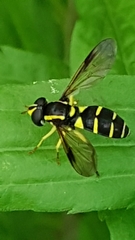 Xanthogramma pedissequum