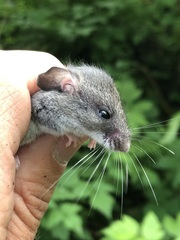 Peromyscus keeni