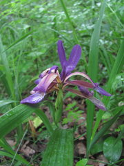 Iris colchica