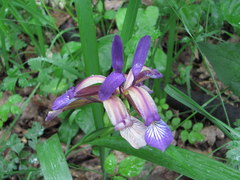 Iris colchica