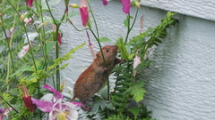 Clethrionomys rutilus