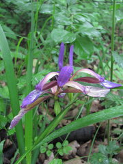 Iris colchica