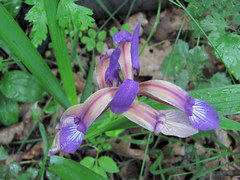 Iris colchica
