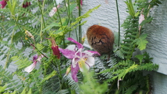 Clethrionomys rutilus