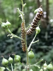 Cucullia scrophulariae