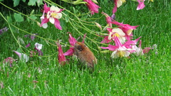 Clethrionomys rutilus