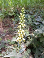 Digitalis micrantha