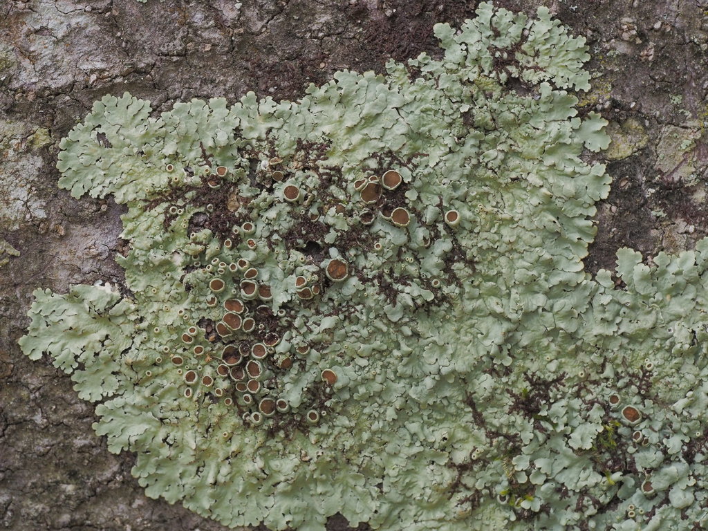 Pseudoparmelia