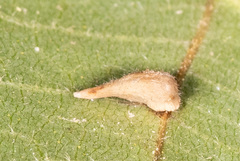 Caryomyia procumbens