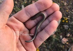 Chalcides minutus
