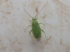 Orthotylus flavosparsus