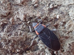 Melacoryphus rubicollis