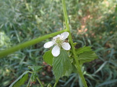 Rubus stipulatus